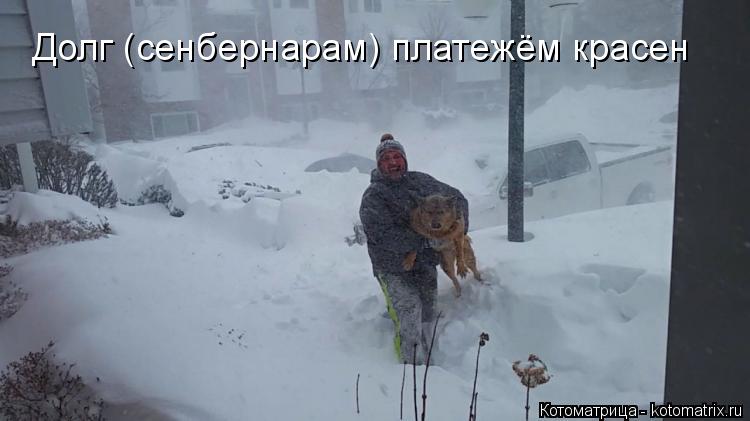 Долг (сенбернарам) платежём красен... Котоматрица: Долг (сенбернарам) платежём красен