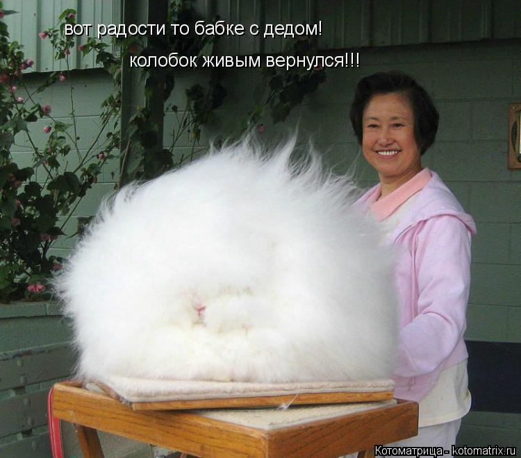вот радости то бабке с дедом! колобок живым вернулся!!!... Котоматрица: вот радости то бабке с дедом! колобок живым вернулся!!!