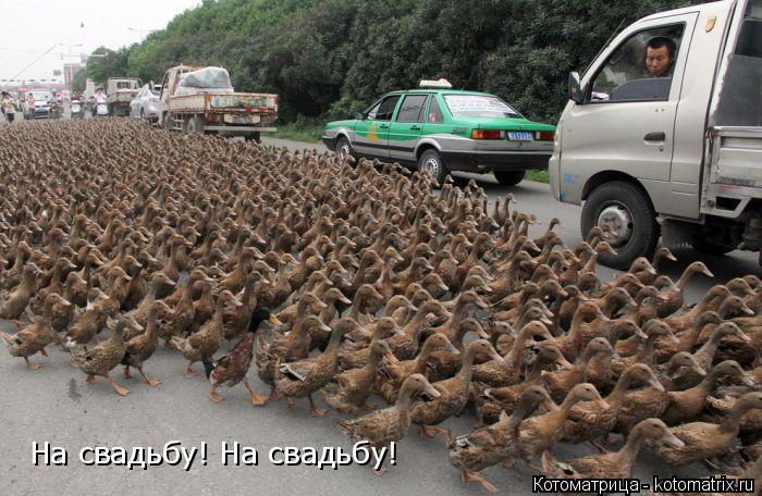 На свадьбу! На свадьбу!... Котоматрица: На свадьбу! На свадьбу!