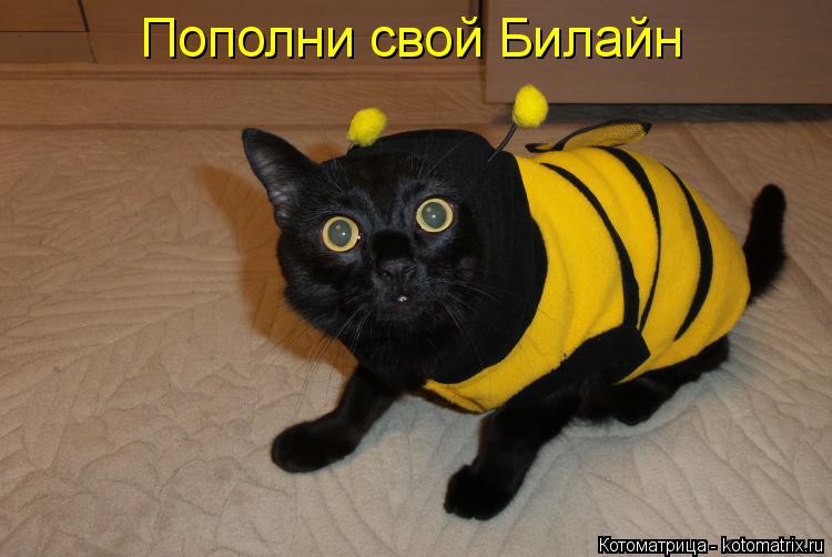 Котоматрица: Пополни свой Билайн