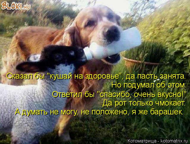 Котоматрица: Но подумал об этом.  Сказал бы "кушай на здоровье", да пасть занята. Ответил бы "спасибо, очень вкусно!" Да рот только чмокает. А думать не могу, 