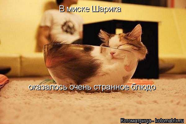 Котоматрица: В миске Шарика оказалось очень странное блюдо