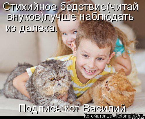 Стихийное бедствие(читай внуков)лучше наблюдать из далека. Подпись:кот Василий.... Котоматрица: Стихийное бедствие(читай внуков)лучше наблюдать из далека. Подпись:кот Василий.