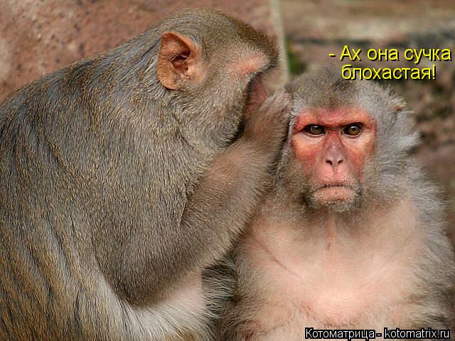 - Ах она сучка блохастая!... Котоматрица: - Ах она сучка блохастая!