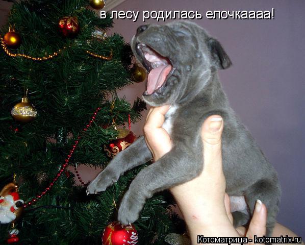 в лесу родилась елочкаааа!... Котоматрица: в лесу родилась елочкаааа!