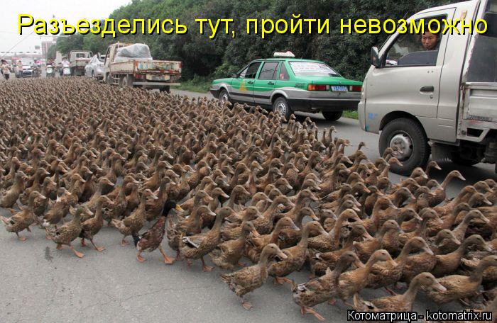 Разъезделись тут, пройти невозможно... Котоматрица: Разъезделись тут, пройти невозможно