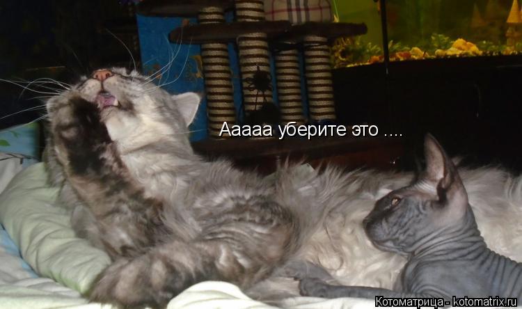 Ааааа уберите это ....... Котоматрица: Ааааа уберите это ....
