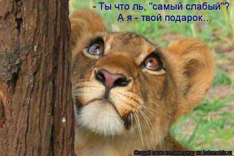 - Ты что ль, "самый слабый"? А я - твой подарок…... Котоматрица: - Ты что ль, "самый слабый"? А я - твой подарок…