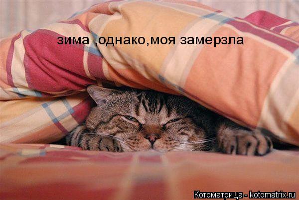зима ,однако,моя замерзла... Котоматрица: зима ,однако,моя замерзла