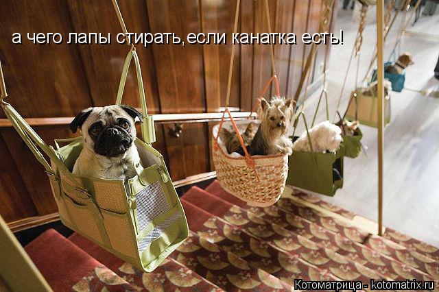 а чего лапы стирать,если канатка есть!... Котоматрица: а чего лапы стирать,если канатка есть!