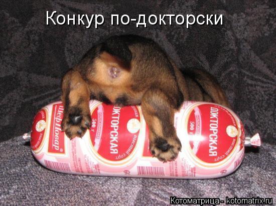 Конкур по-докторски... Котоматрица: Конкур по-докторски