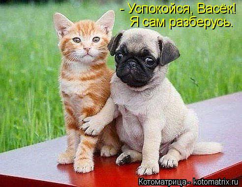 - Успокойся, Васёк! Я сам разберусь.... Котоматрица: - Успокойся, Васёк! Я сам разберусь.