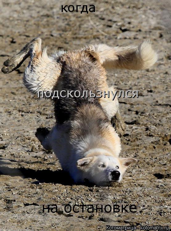 когда подскользнулся на остановке... Котоматрица: когда подскользнулся на остановке