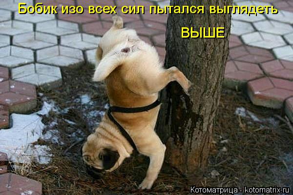 Бобик изо всех сил пытался выглядеть ВЫШЕ... Котоматрица: Бобик изо всех сил пытался выглядеть ВЫШЕ