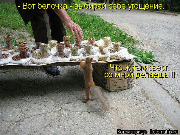 - Вот белочка - выбирай себе угощение. - Что ж ты изверг со мной делаешь!!!... Котоматрица: - Вот белочка - выбирай себе угощение. - Что ж ты изверг со мной делаешь!!!