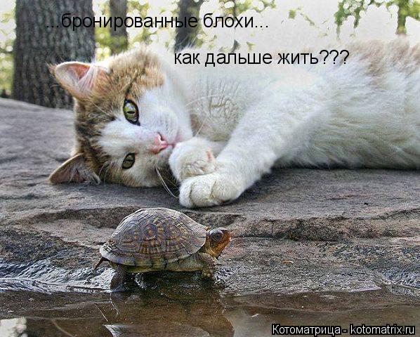 ...бронированные блохи... как дальше жить???... Котоматрица: ...бронированные блохи... как дальше жить???