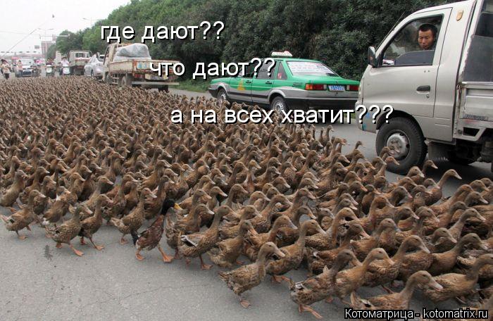 где дают?? что дают?? а на всех хватит???... Котоматрица: где дают?? что дают?? а на всех хватит???