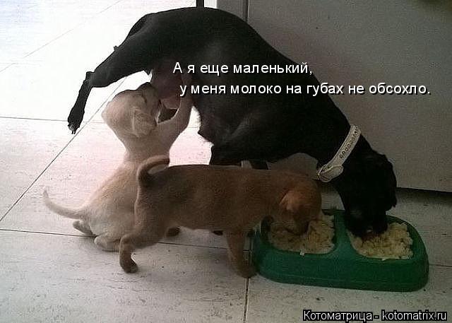 А я еще маленький, у меня молоко на губах не обсохло.... Котоматрица: А я еще маленький, у меня молоко на губах не обсохло.