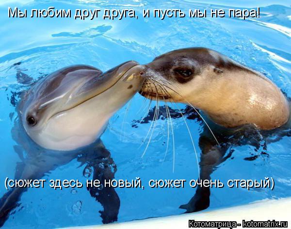 Мы любим друг друга, и пусть мы не пара! (сюжет здесь не новый, сюжет очень старый)... Котоматрица: Мы любим друг друга, и пусть мы не пара! (сюжет здесь не новый, сюжет очень старый)