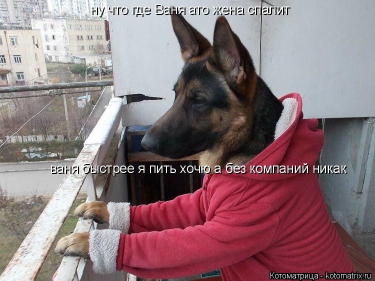 ну что где Ваня ато жена спалит ваня быстрее я пить хочю а без компаний никак... Котоматрица: ну что где Ваня ато жена спалит ваня быстрее я пить хочю а без компаний никак