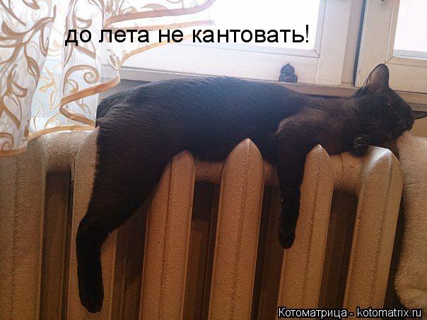 до лета не кантовать!... Котоматрица: до лета не кантовать!