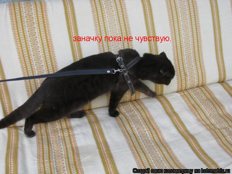 заначку пока не чувствую.... Котоматрица: заначку пока не чувствую.