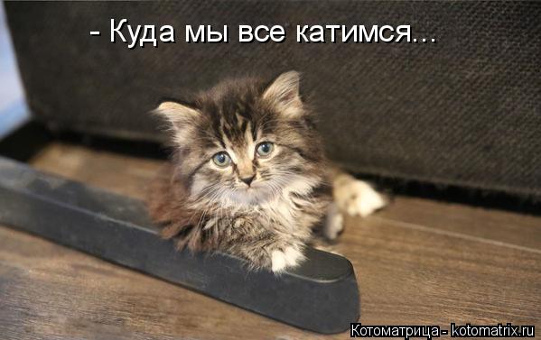 - Куда мы все катимся...... Котоматрица: - Куда мы все катимся...