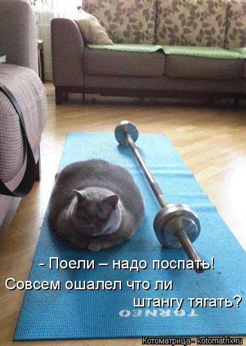 Совсем ошалел что ли - Поели – надо поспать! штангу тягать?... Котоматрица: Совсем ошалел что ли - Поели – надо поспать! штангу тягать?