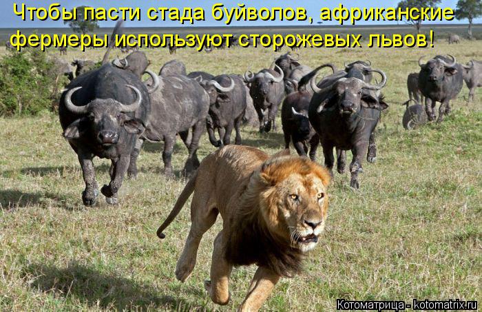 Чтобы пасти стада буйволов, африканские фермеры используют сторожевых львов!... Котоматрица: Чтобы пасти стада буйволов, африканские фермеры используют сторожевых львов!