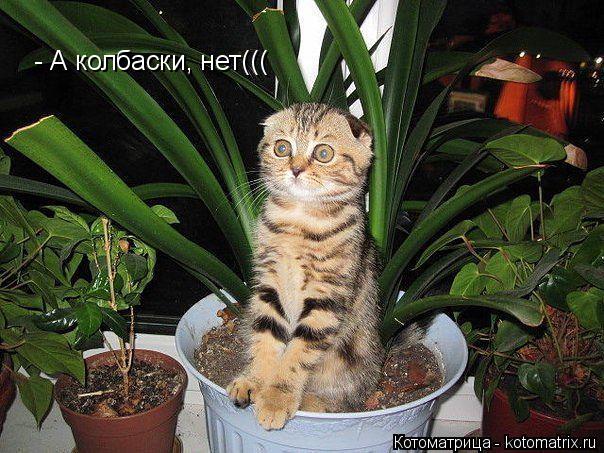 - А колбаски, нет(((... Котоматрица: - А колбаски, нет(((