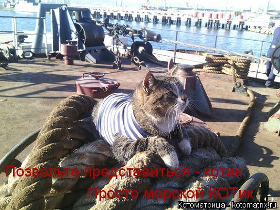 Просто морской КОТик Позвольте представиться - котик... Котоматрица: Просто морской КОТик Позвольте представиться - котик