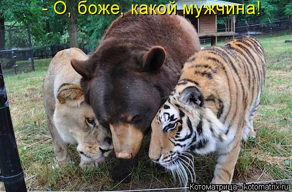 - О, боже, какой мужчина!... Котоматрица: - О, боже, какой мужчина!