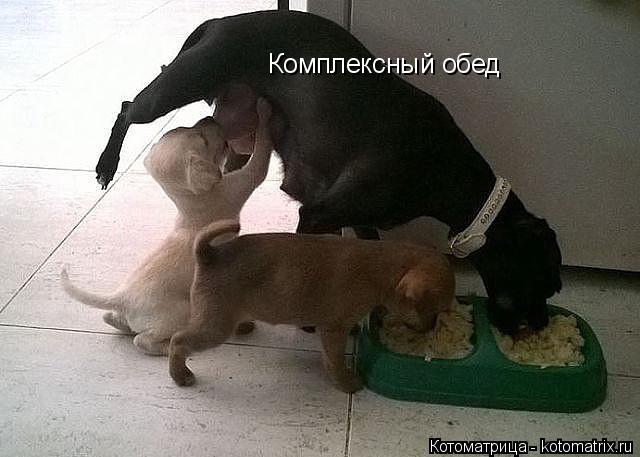 Комплексный обед... Котоматрица: Комплексный обед