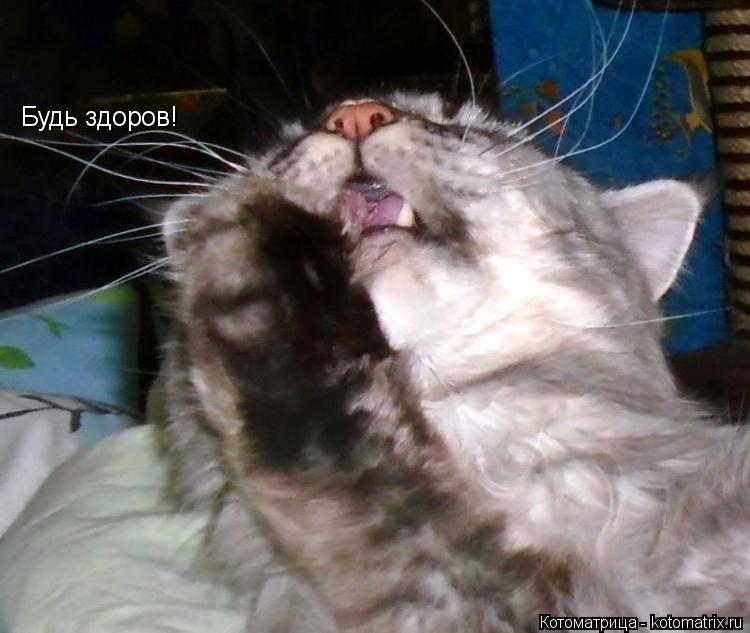 Будь здоров!... Котоматрица: Будь здоров!