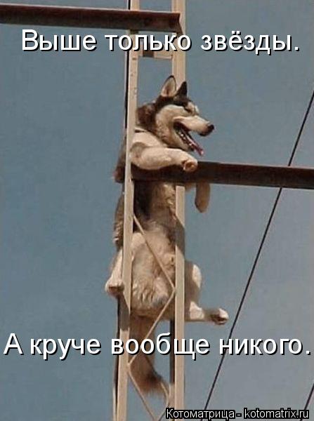 Выше только звёзды. А круче вообще никого.... Котоматрица: Выше только звёзды. А круче вообще никого.