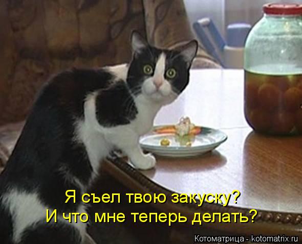 Я съел твою закуску? И что мне теперь делать?... Котоматрица: Я съел твою закуску? И что мне теперь делать?