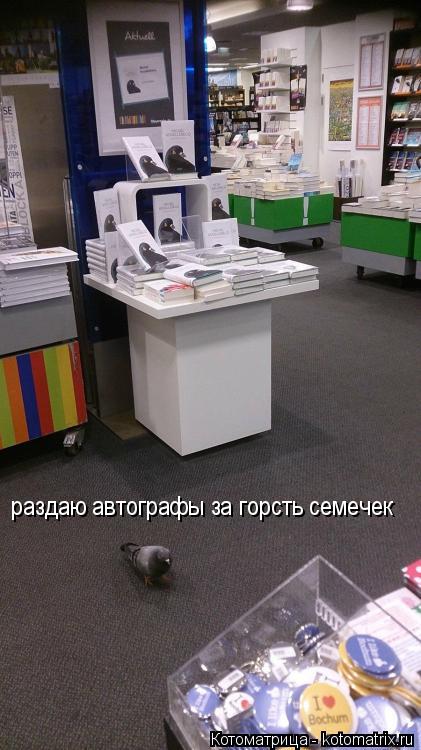 раздаю автографы за горсть семечек... Котоматрица: раздаю автографы за горсть семечек