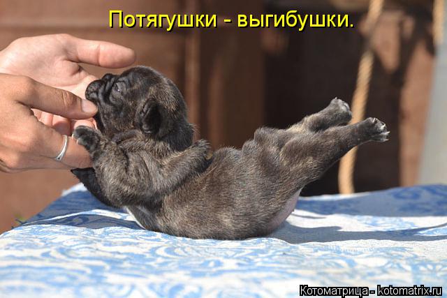Котоматрица: Потягушки - выгибушки.