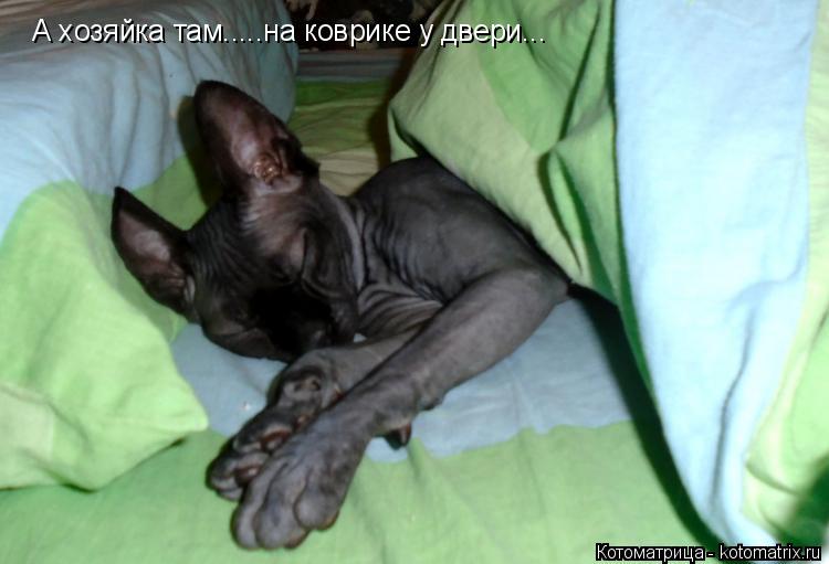А хозяйка там.....на коврике у двери...... Котоматрица: А хозяйка там.....на коврике у двери...