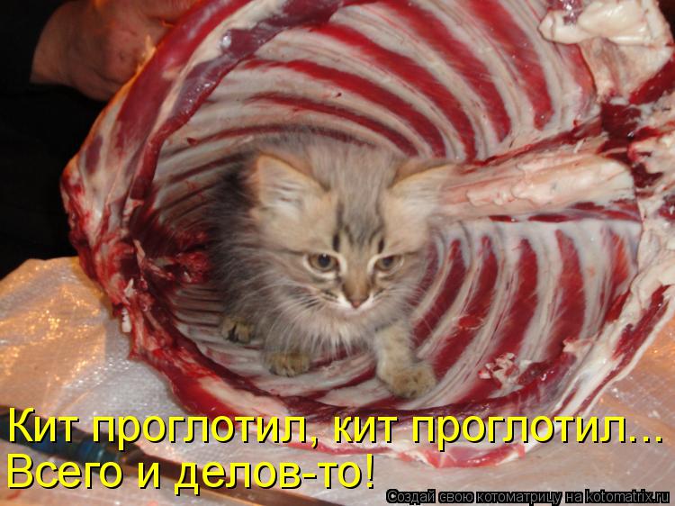 Котоматрица: Кит проглотил, кит проглотил... Всего и делов-то!