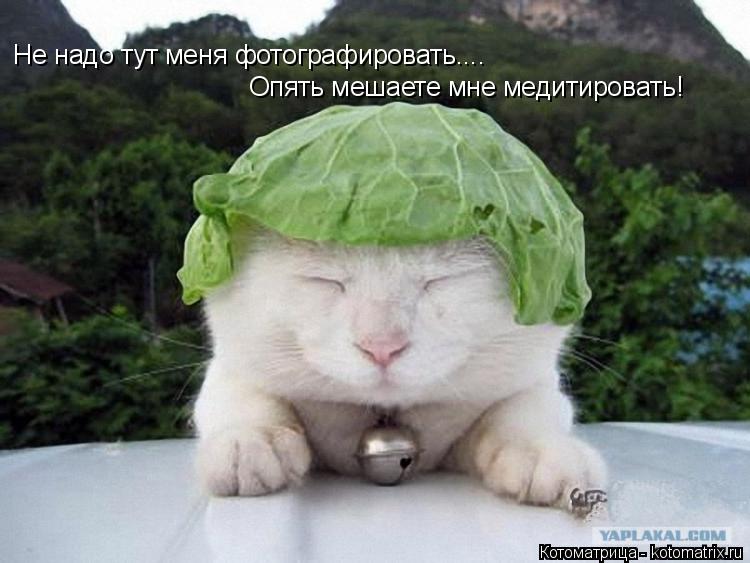 Не надо тут меня фотографировать.... Опять мешаете мне медитировать!... Котоматрица: Не надо тут меня фотографировать.... Опять мешаете мне медитировать!