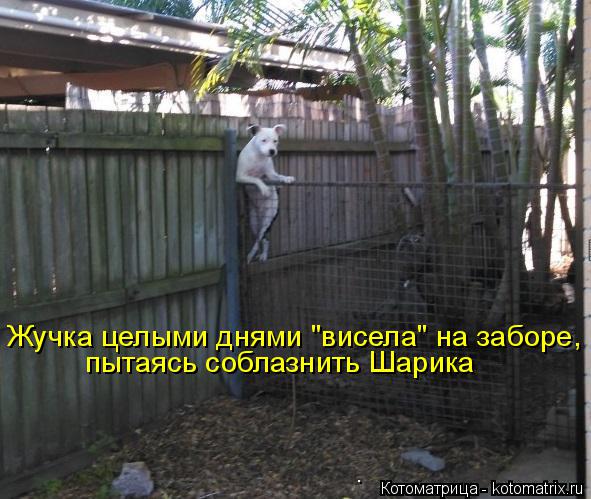 пытаясь соблазнить Шарика Жучка целыми днями "висела" на заборе,... Котоматрица: пытаясь соблазнить Шарика Жучка целыми днями "висела" на заборе,