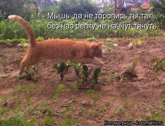 - Мышь ,да не торопись ты так... без нас репку не начнут тянуть...... Котоматрица: - Мышь ,да не торопись ты так... без нас репку не начнут тянуть...