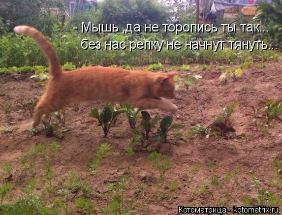 Котоматрица: - Мышь ,да не торопись ты так... без нас репку не начнут тянуть...