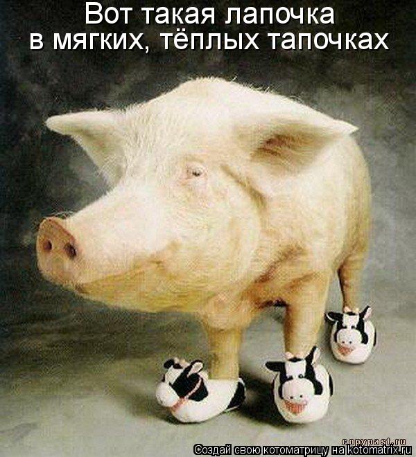 Котоматрица: Вот такая лапочка в мягких, тёплых тапочках