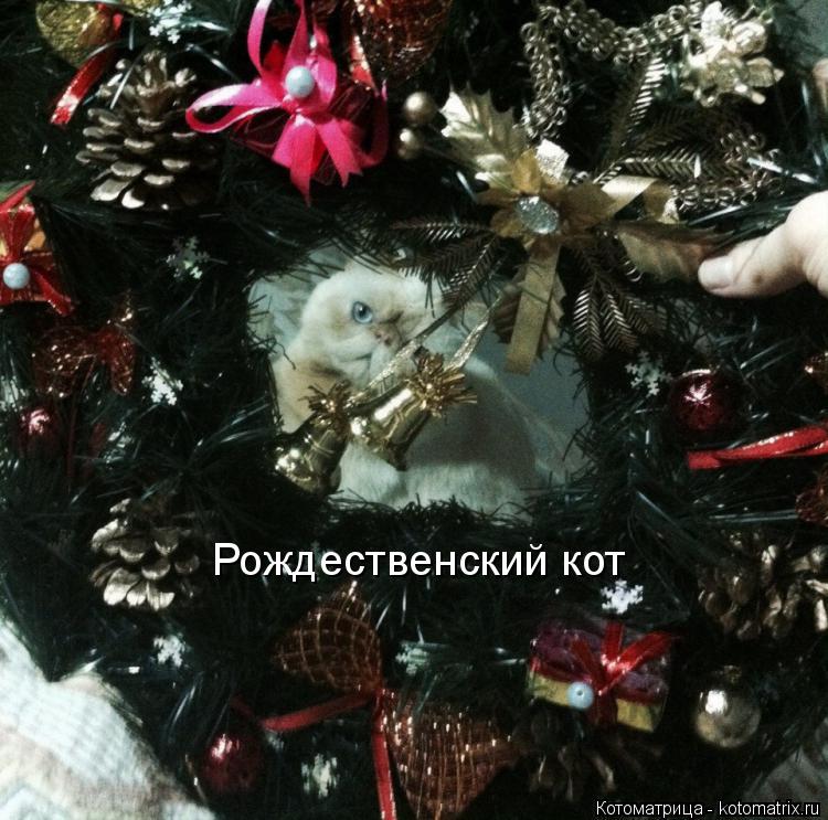 Котоматрица: Рождественский кот