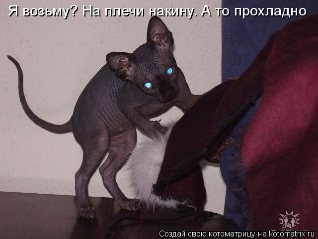 Я возьму? На плечи накину. А то прохладно... Котоматрица: Я возьму? На плечи накину. А то прохладно