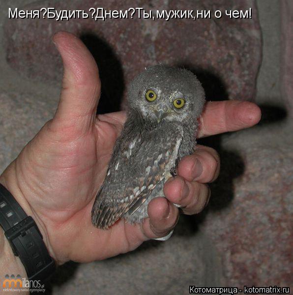 Меня?Будить?Днем?Ты,мужик,ни о чем!... Котоматрица: Меня?Будить?Днем?Ты,мужик,ни о чем!