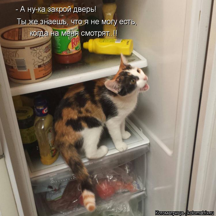 - А ну-ка закрой дверь! Ты же знаешь, что я не могу есть, когда на меня смотрят..!!... Котоматрица: - А ну-ка закрой дверь! Ты же знаешь, что я не могу есть, когда на меня смотрят..!!