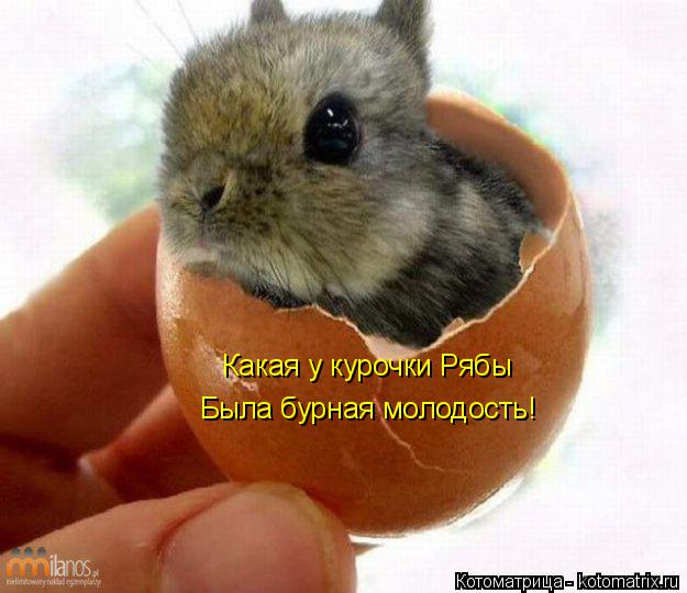 Какая у курочки Рябы Была бурная молодость!... Котоматрица: Какая у курочки Рябы Была бурная молодость!